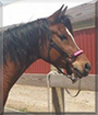 Doluche the Arabian Horse