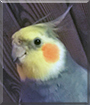 Ruudi the Cockatiel