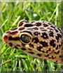 Murphy the Leopard Gecko