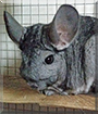Violet the Chinchilla