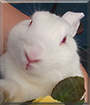Lilith the New Zealand White Rabbit