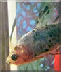 Flair the Fish