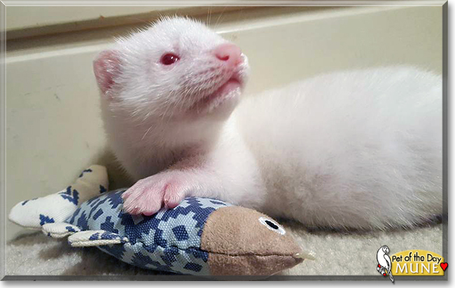 Mune the American Mink, the Pet of the Day
