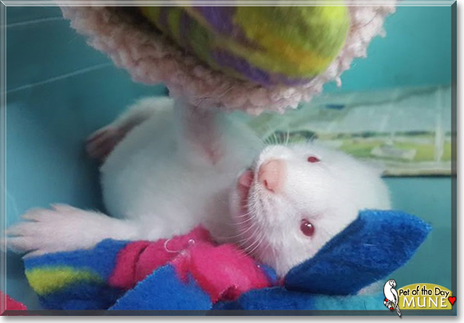 Mune the American Mink, the Pet of the Day