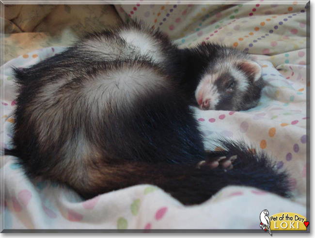 Loki the Sable Ferret, the Pet of the Day