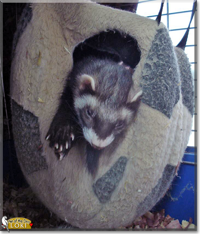 Loki the Sable Ferret, the Pet of the Day