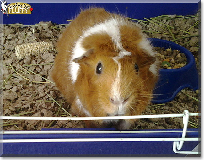 Fluffy the Guinea Pig, the Pet of the Day