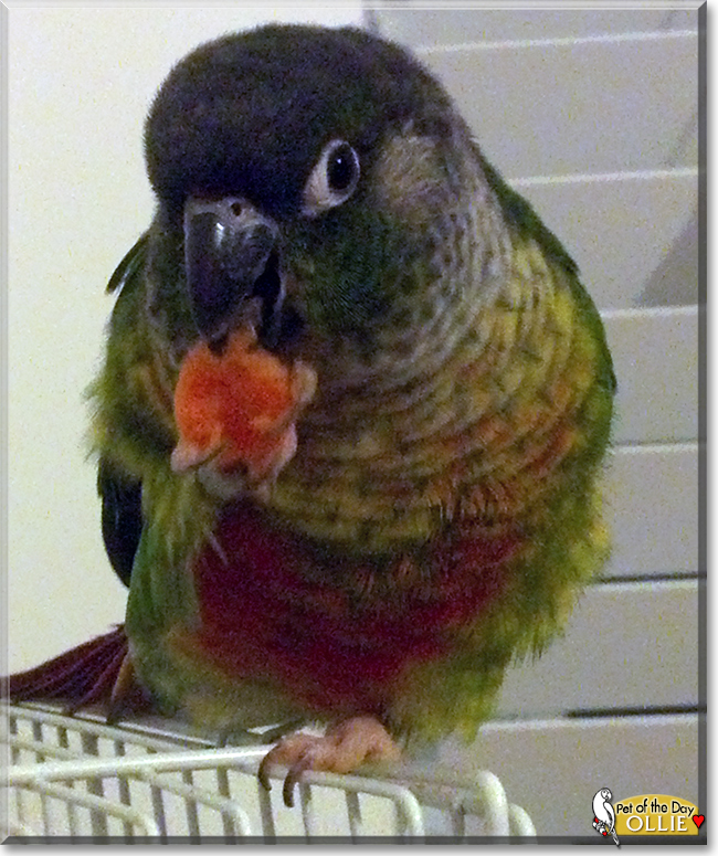 Ollie the Green-cheeked Conure, the Pet of the Day