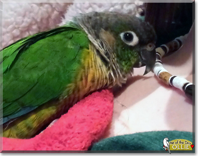 Ollie the Green-cheeked Conure, the Pet of the Day