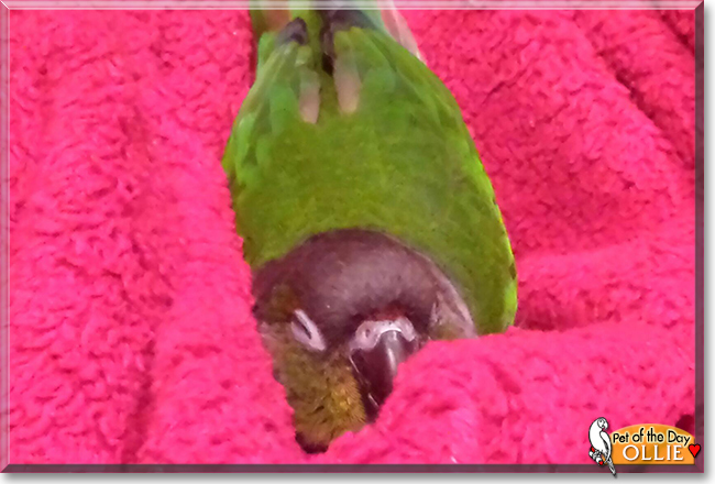 Ollie the Green-cheeked Conure, the Pet of the Day
