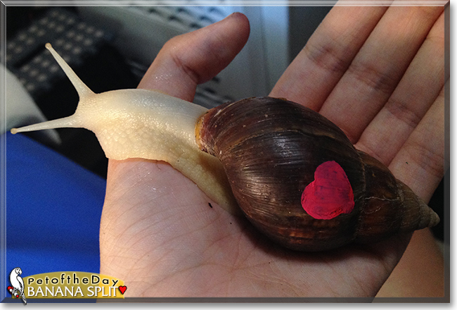 Banana-Split the Giant African Landsnail, the Pet of the Day
