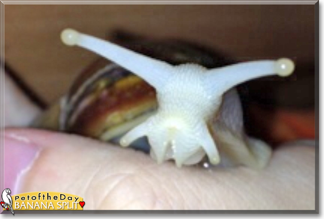 Banana-Split the Giant African Landsnail, the Pet of the Day