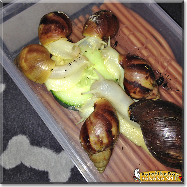 Banana-Split the Giant African Landsnail, the Pet of the Day