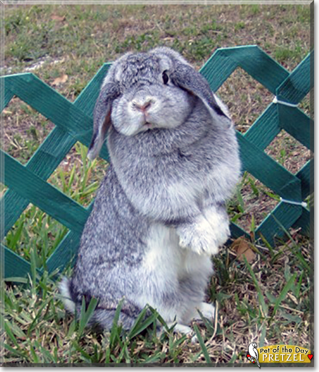 Pretzel the Mini Lop Rabbit, the Pet of the Day