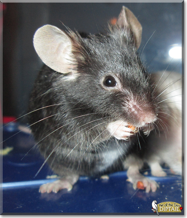 Diptail the Fancy Mouse, the Pet of the Day