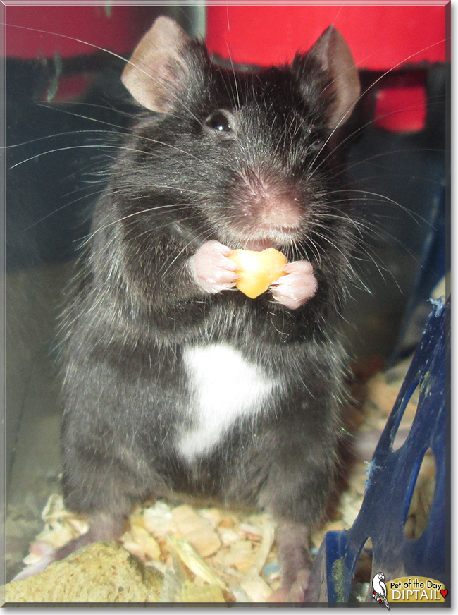 Diptail the Fancy Mouse, the Pet of the Day