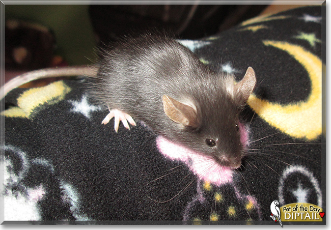 Diptail the Fancy Mouse, the Pet of the Day