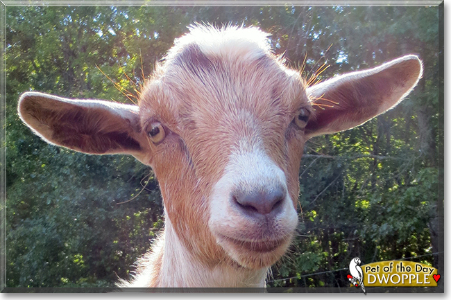 Dwopple the Nigerian Dwarf Goat, the Pet of the Day