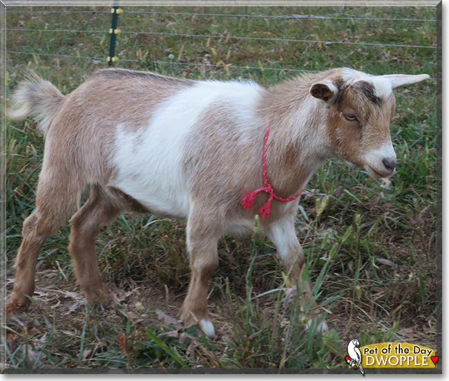 Dwopple the Nigerian Dwarf Goat, the Pet of the Day