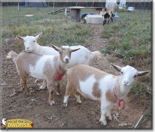 Dwopple the Nigerian Dwarf Goat, the Pet of the Day