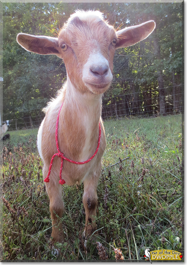 Dwopple the Nigerian Dwarf Goat, the Pet of the Day