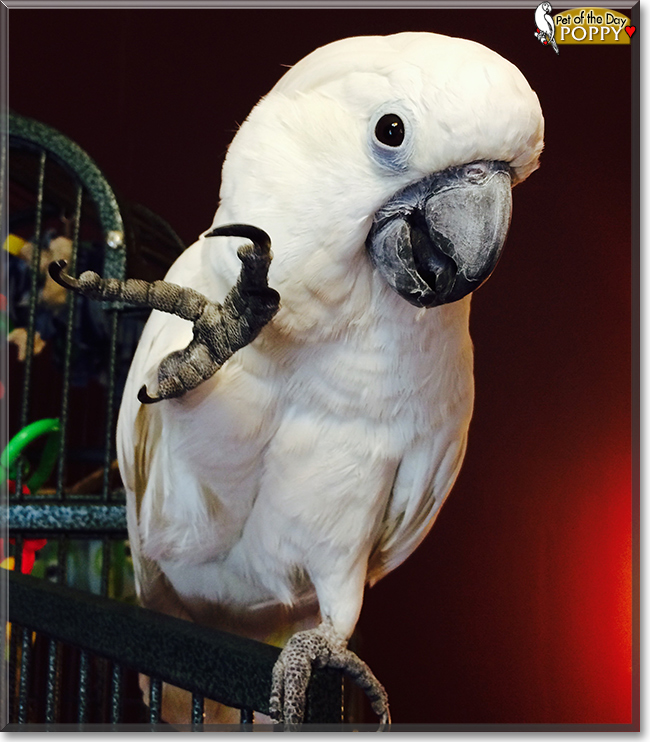 Poppy the Umbrella Cockatoo, the Pet of the Day