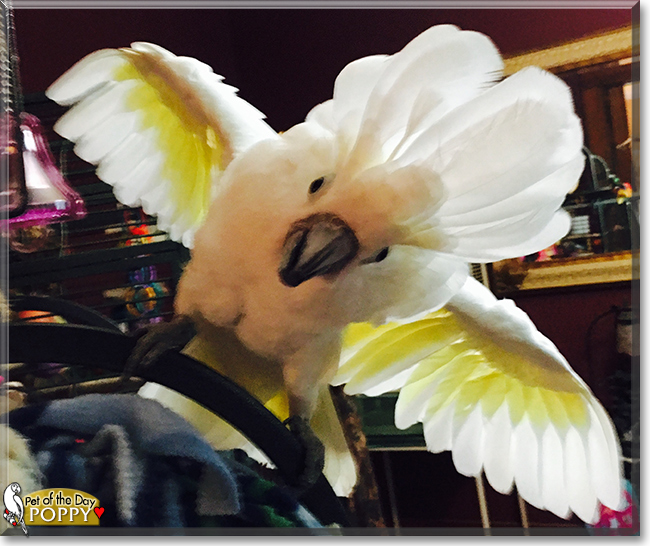 Poppy the Umbrella Cockatoo, the Pet of the Day