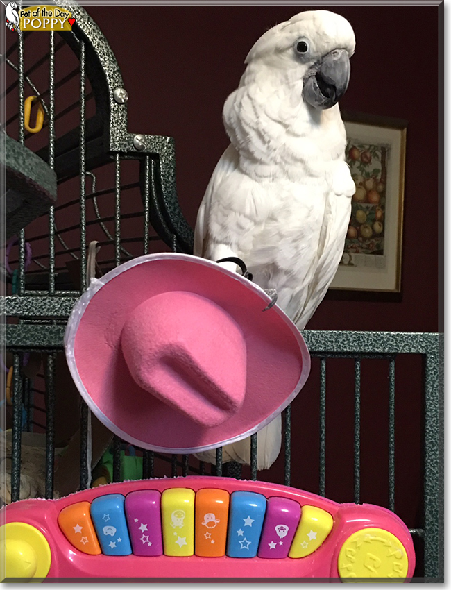 Poppy the Umbrella Cockatoo, the Pet of the Day