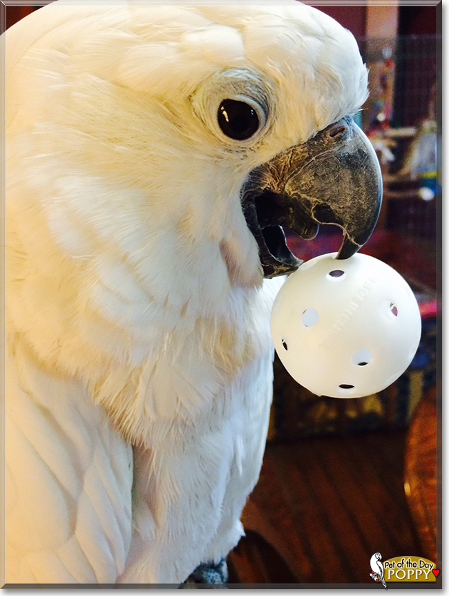 Poppy the Umbrella Cockatoo, the Pet of the Day