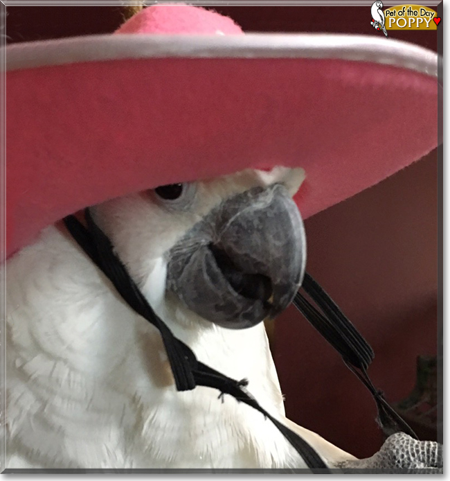 Poppy the Umbrella Cockatoo, the Pet of the Day