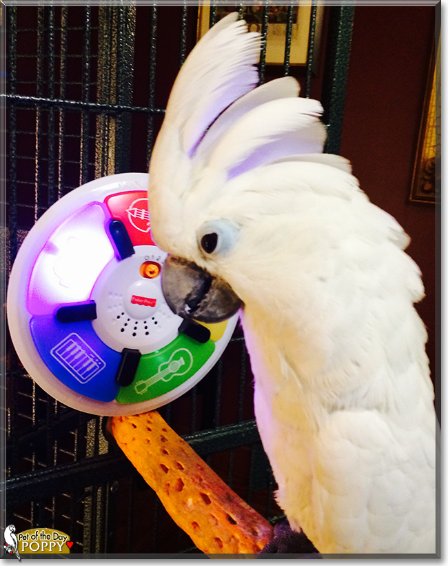 Poppy the Umbrella Cockatoo, the Pet of the Day