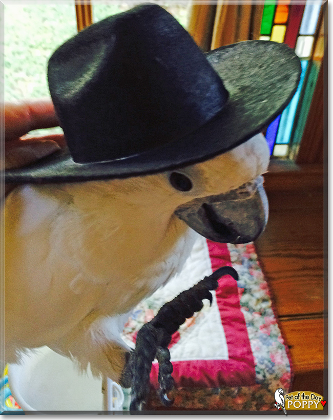 Poppy the Umbrella Cockatoo, the Pet of the Day