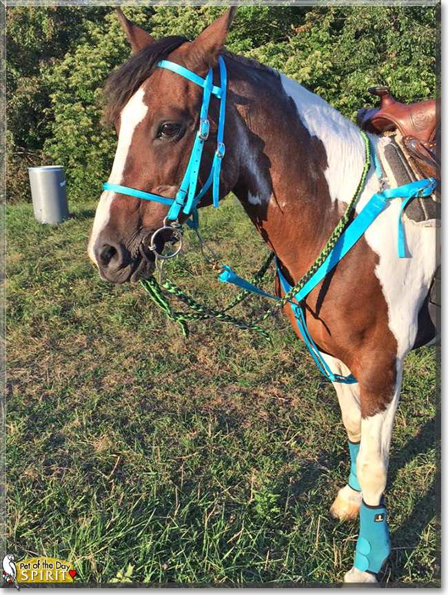 Spirit the Quarter Horse/Paint mix, the Pet of the Day