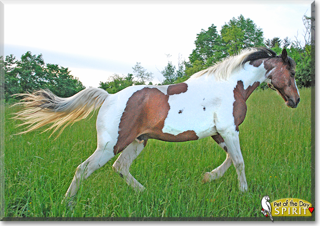 Spirit the Quarter Horse/Paint mix, the Pet of the Day