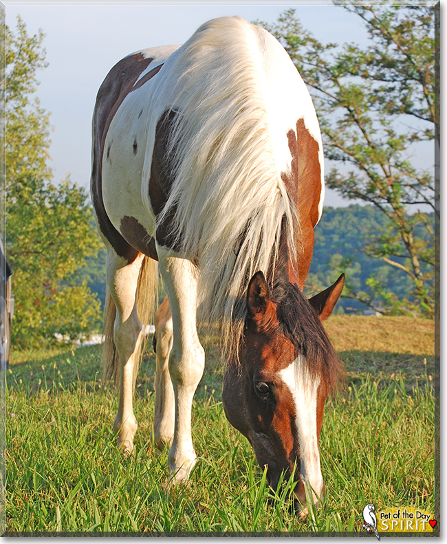 Spirit the Quarter Horse/Paint mix, the Pet of the Day