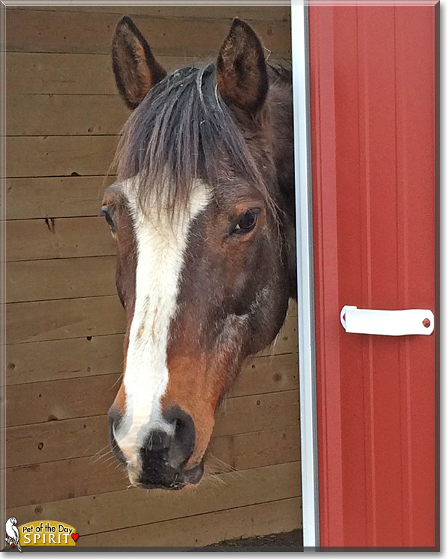 Spirit the Quarter Horse/Paint mix, the Pet of the Day