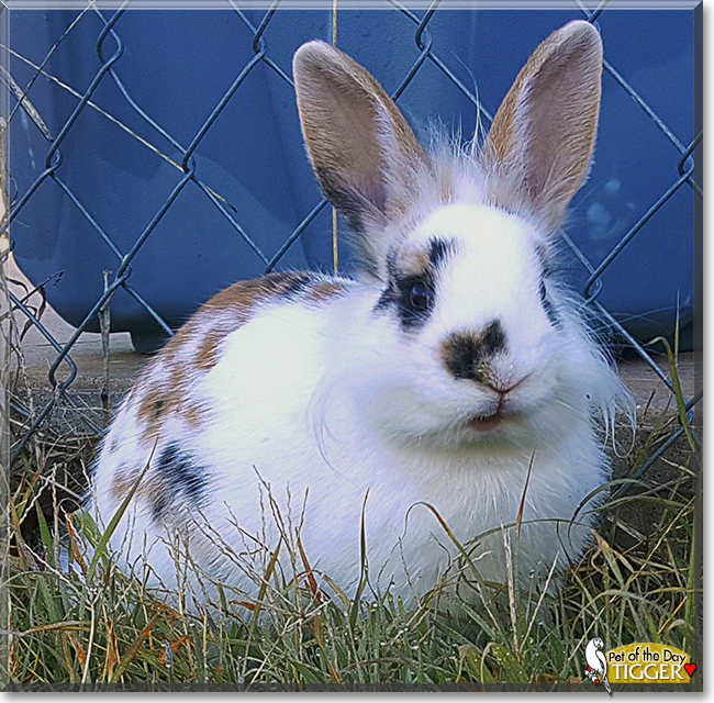 Tigger the Papillon Rabbit, the Pet of the Day