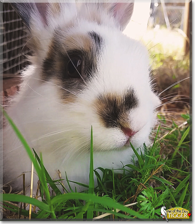 Tigger the Papillon Rabbit, the Pet of the Day