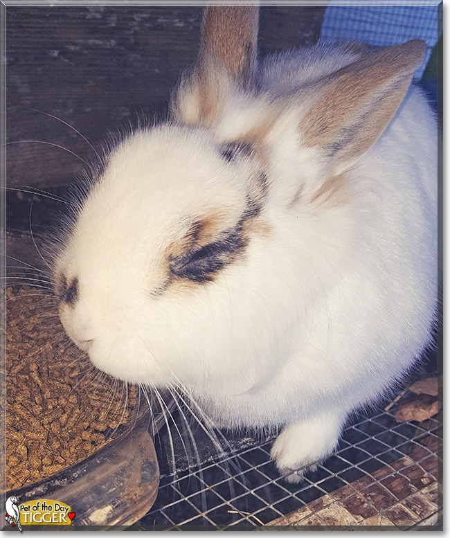 Tigger the Papillon Rabbit, the Pet of the Day