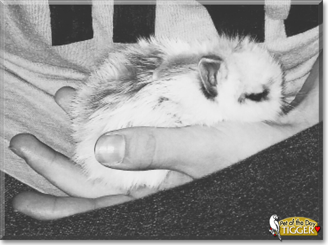 Tigger the Papillon Rabbit, the Pet of the Day