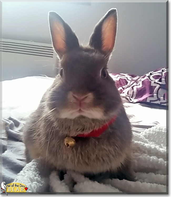 Bear the Netherland Dwarf Bunny, the Pet of the Day