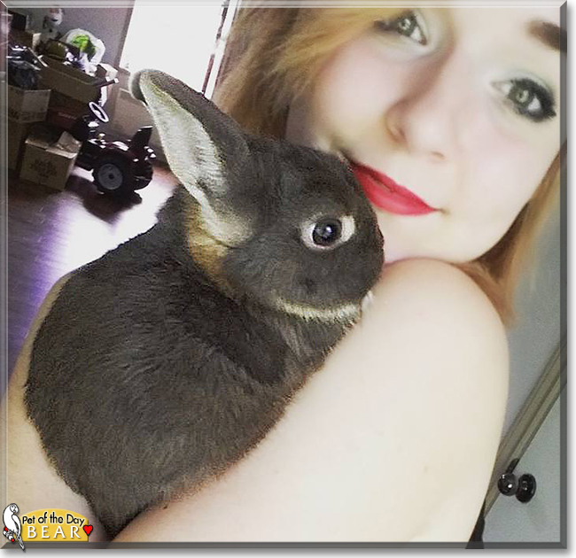 Bear the Netherland Dwarf Bunny, the Pet of the Day