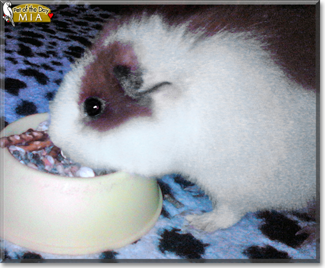 Mia the Guinea Pig, the Pet of the Day