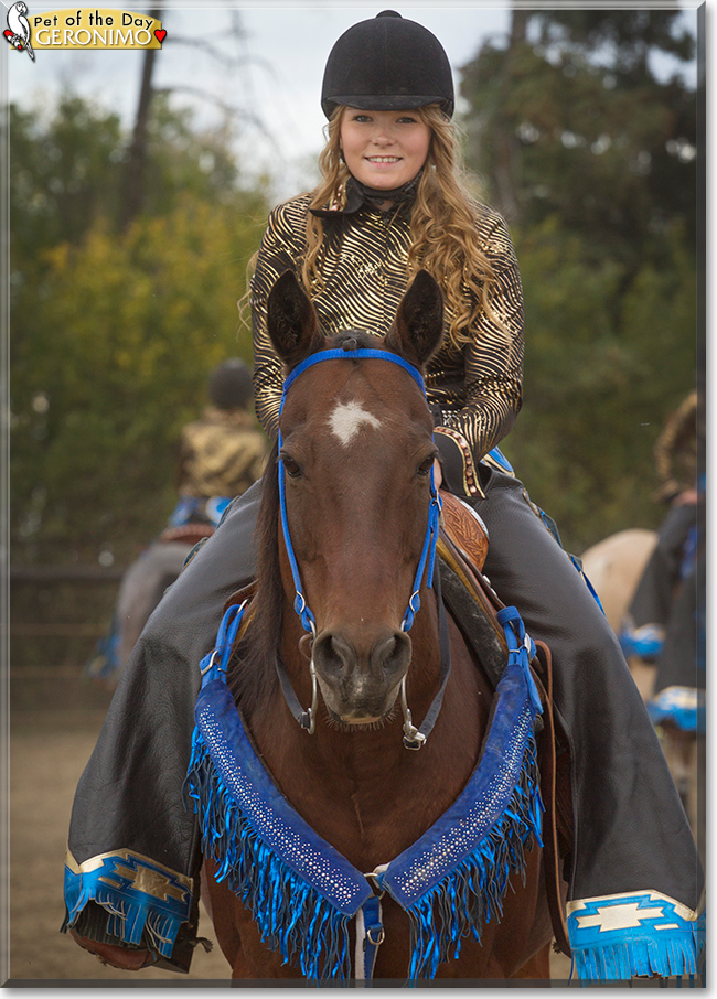 Geronimo the Paint/Quarter Horse, the Pet of the Day