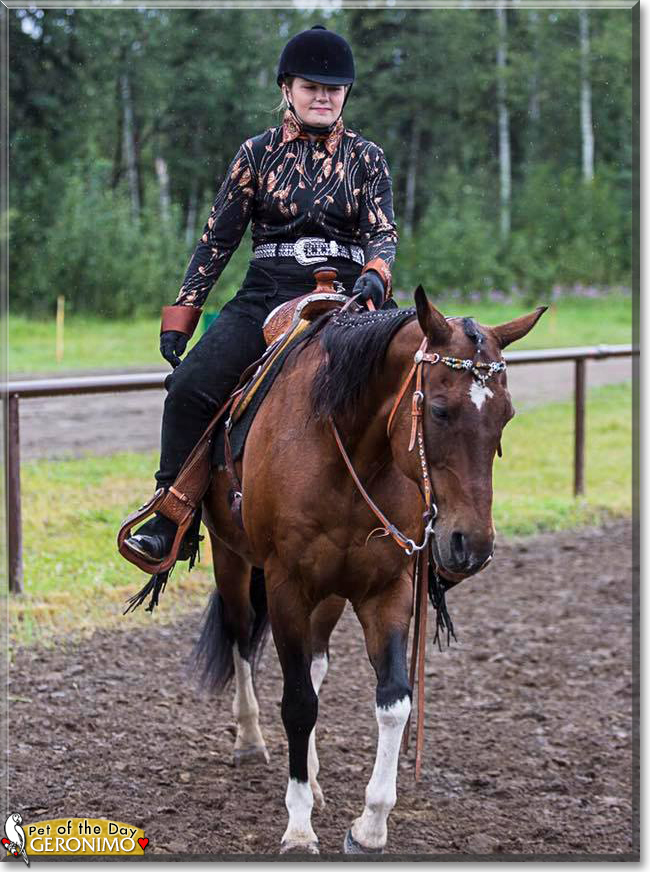 Geronimo the Paint/Quarter Horse, the Pet of the Day