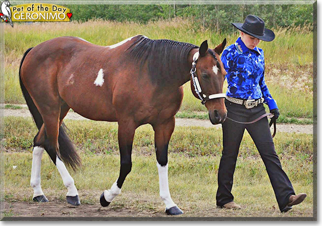 Geronimo the Paint/Quarter Horse, the Pet of the Day