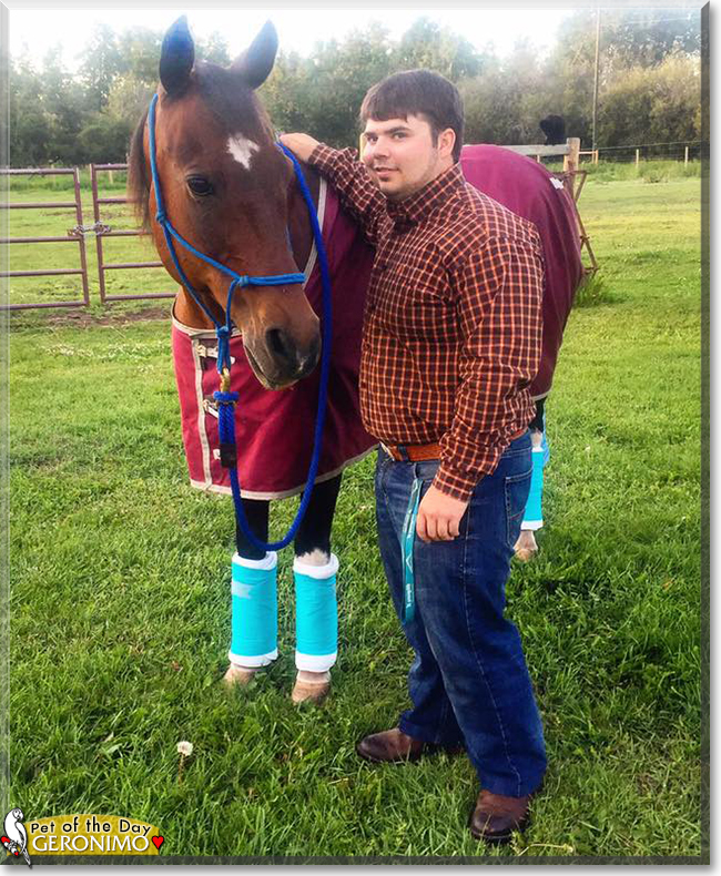 Geronimo the Paint/Quarter Horse, the Pet of the Day