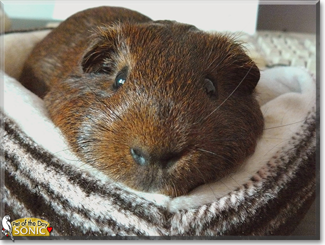 Sonic the Guinea Pig, the Pet of the Day