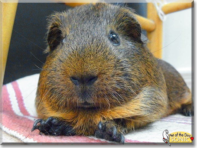 Sonic the Guinea Pig, the Pet of the Day