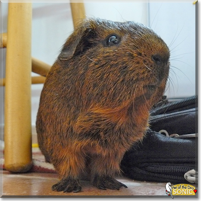 Sonic the Guinea Pig, the Pet of the Day